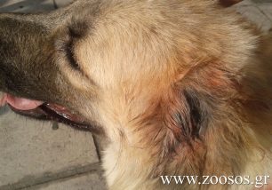 Συστηματικά εξοντώνει τα σκυλιά στον Βαθύλακκο Θεσσαλονίκης και η Αστυνομία αδιαφορεί